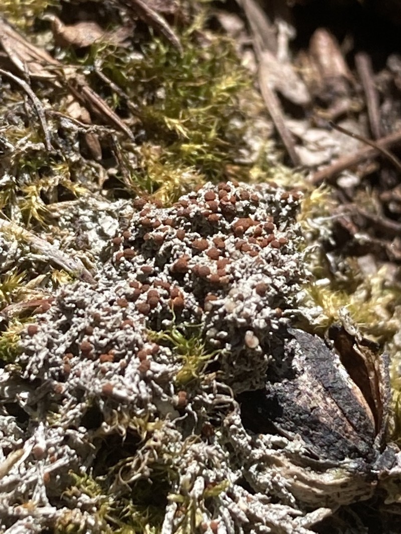 Orange Lichen photo 6