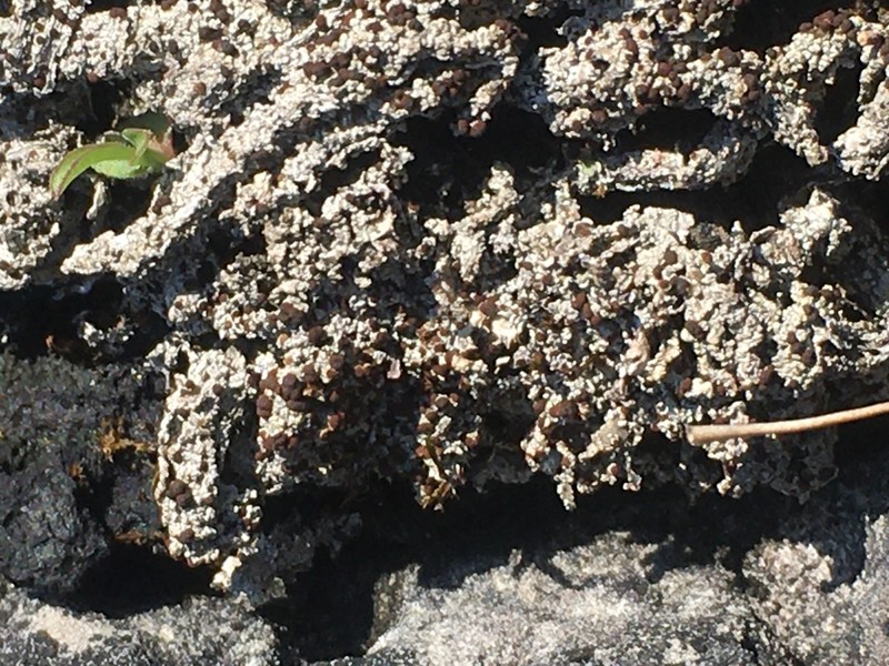 Orange Lichen photo 7