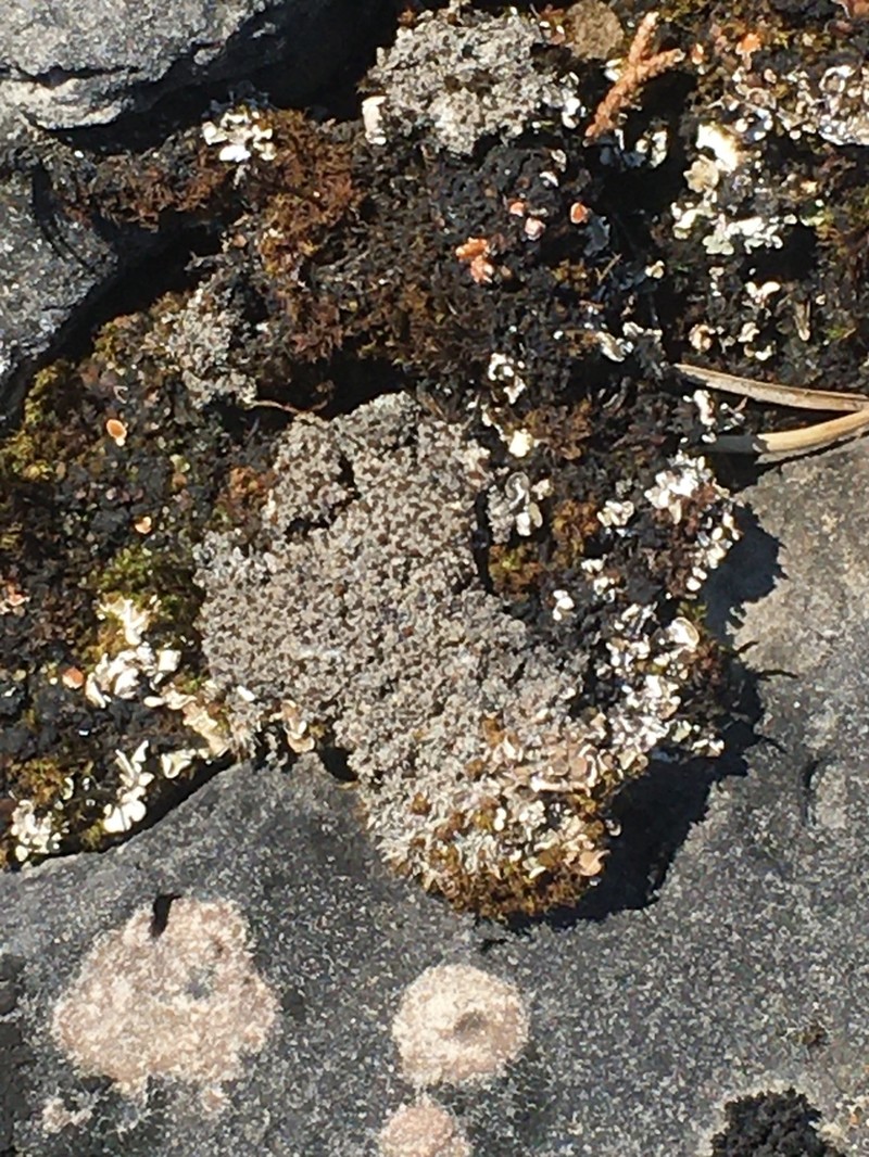 Orange Lichen photo 8