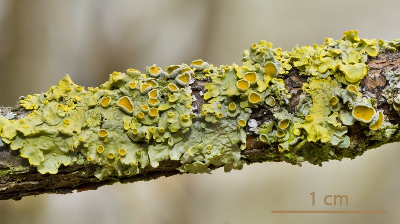 Orange Lichen