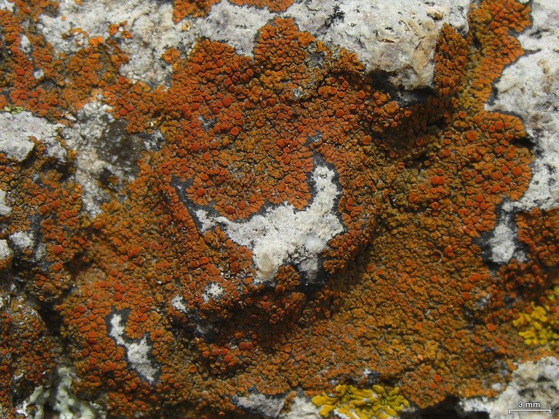 Orange Lichen