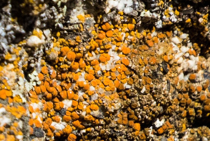 Orange Lichen photo 2