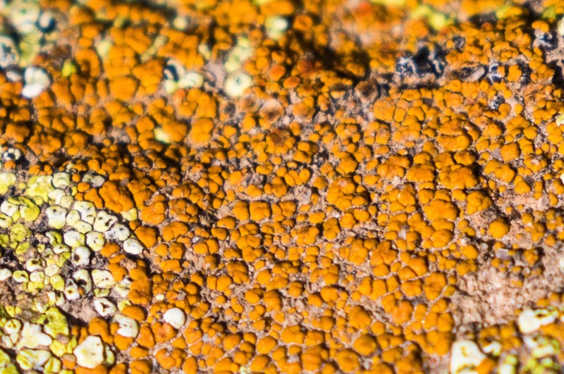 Orange Lichen photo 3