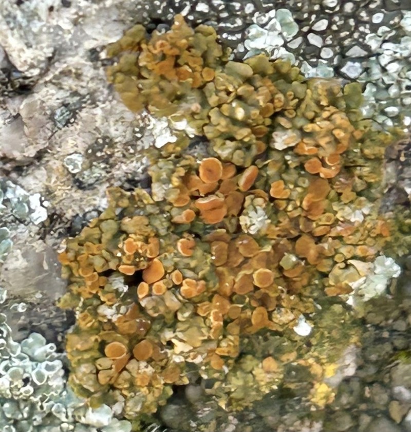 Orange Lichen photo 4