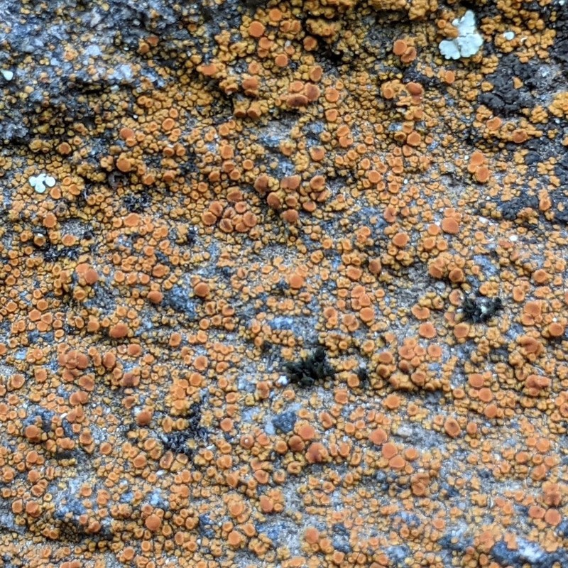 Orange Lichen photo 5