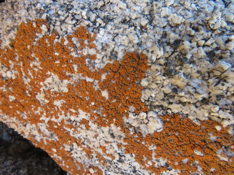 Orange Lichen photo 6