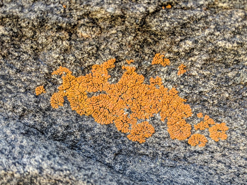 Orange Lichen photo 7