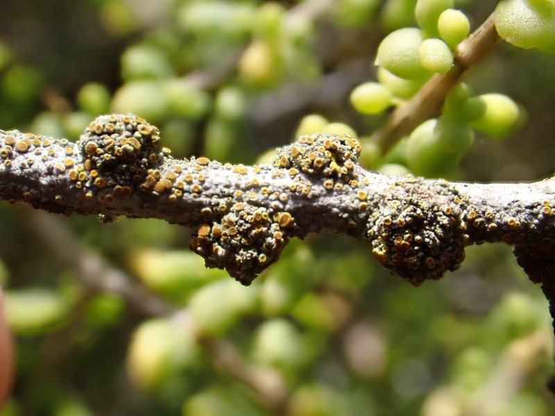 Stanford Orange Lichen