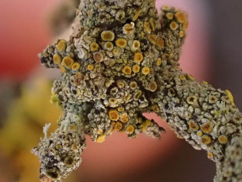 Stanford Orange Lichen photo 2