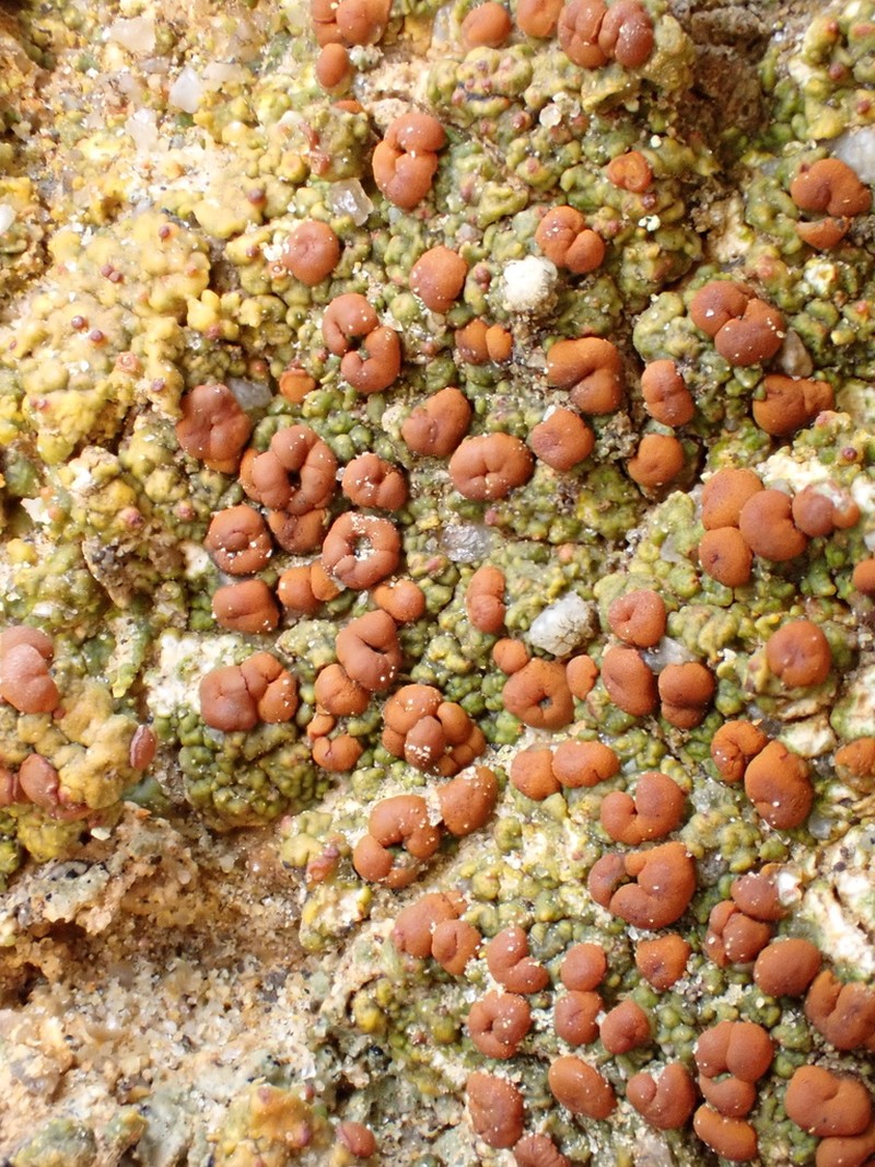 Caloplaca stantonii
