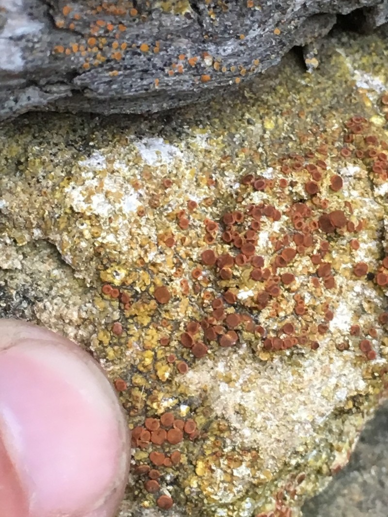 Caloplaca stantonii photo 2