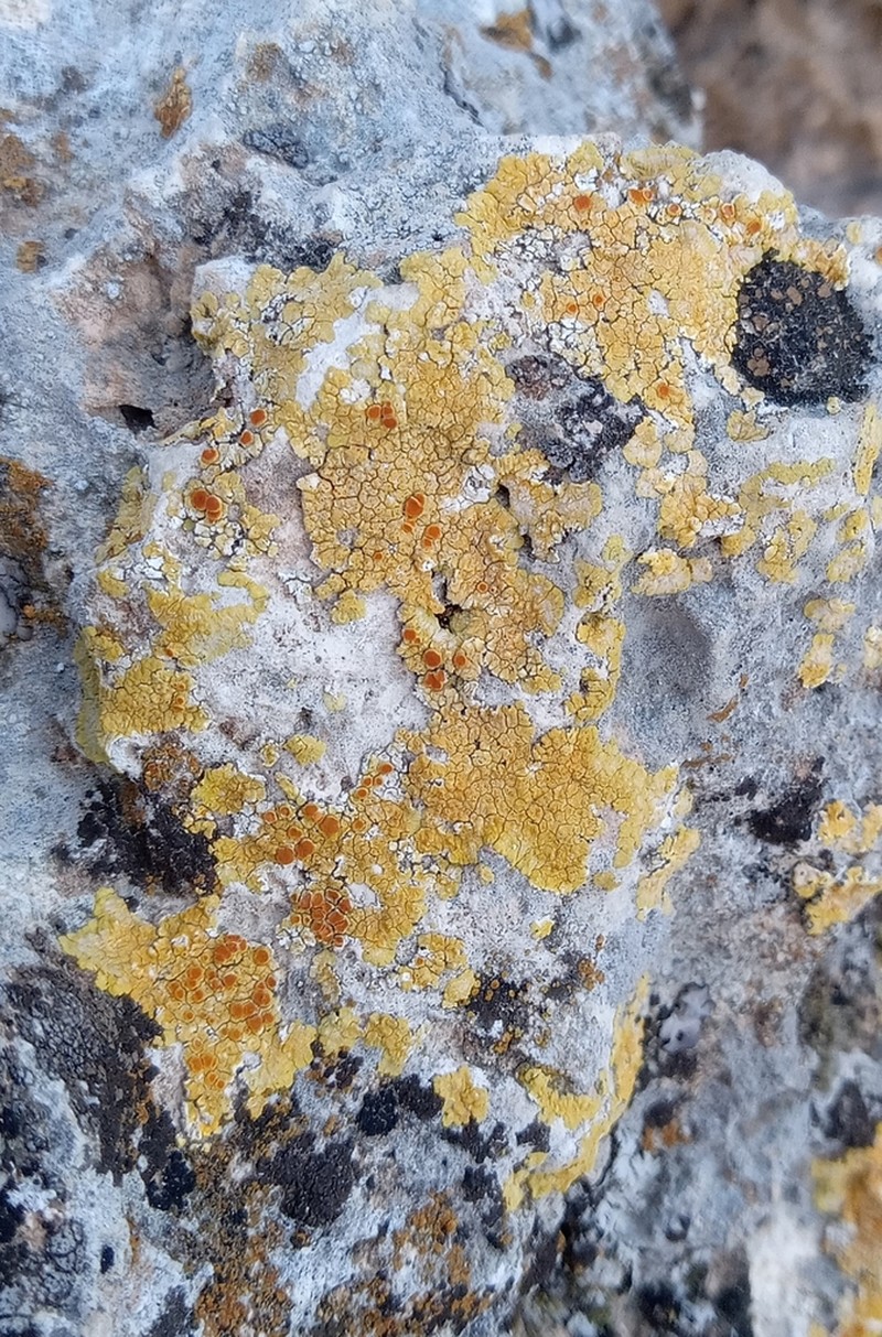 Caloplaca stantonii photo 3