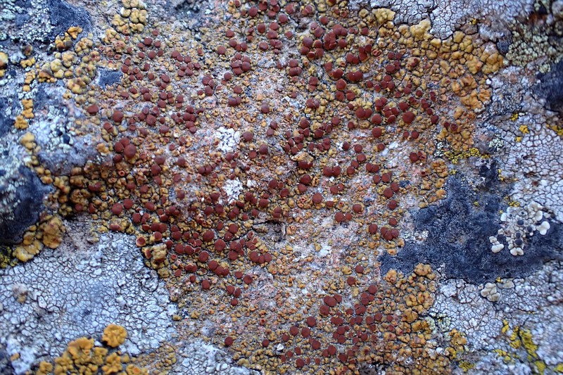 Caloplaca stantonii photo 5