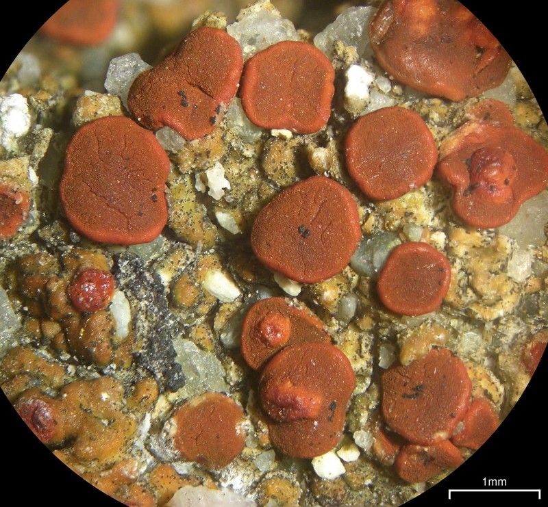 Caloplaca stantonii photo 6