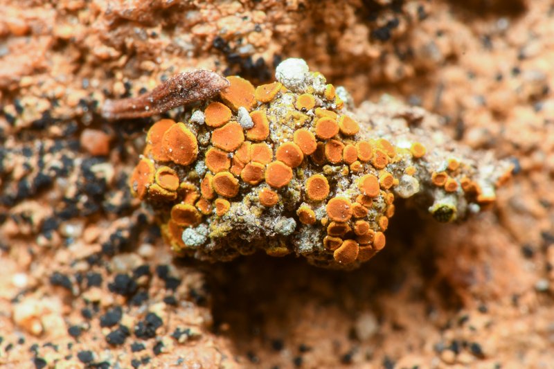Orange Lichen