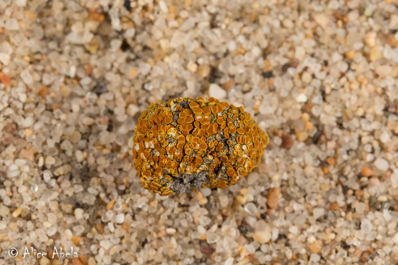 Orange Lichen