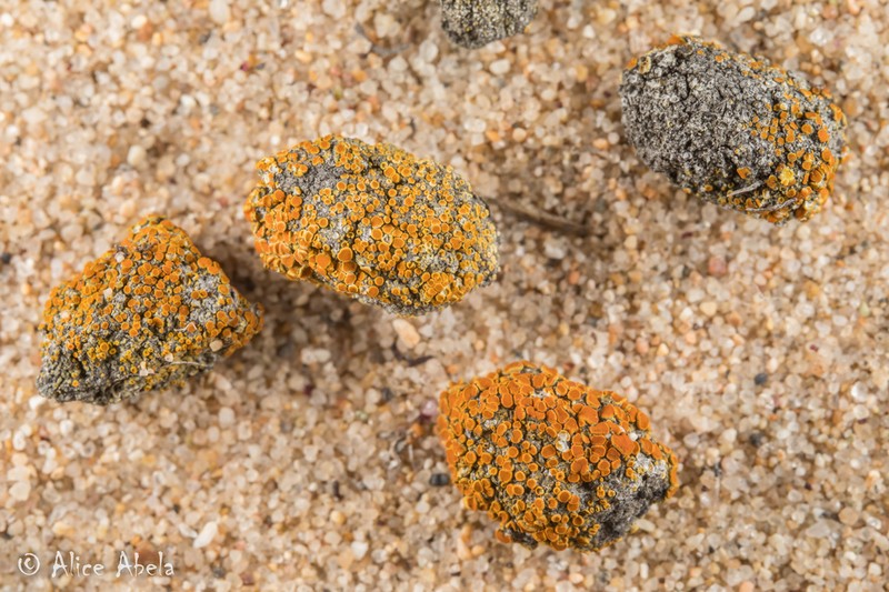 Orange Lichen photo 2