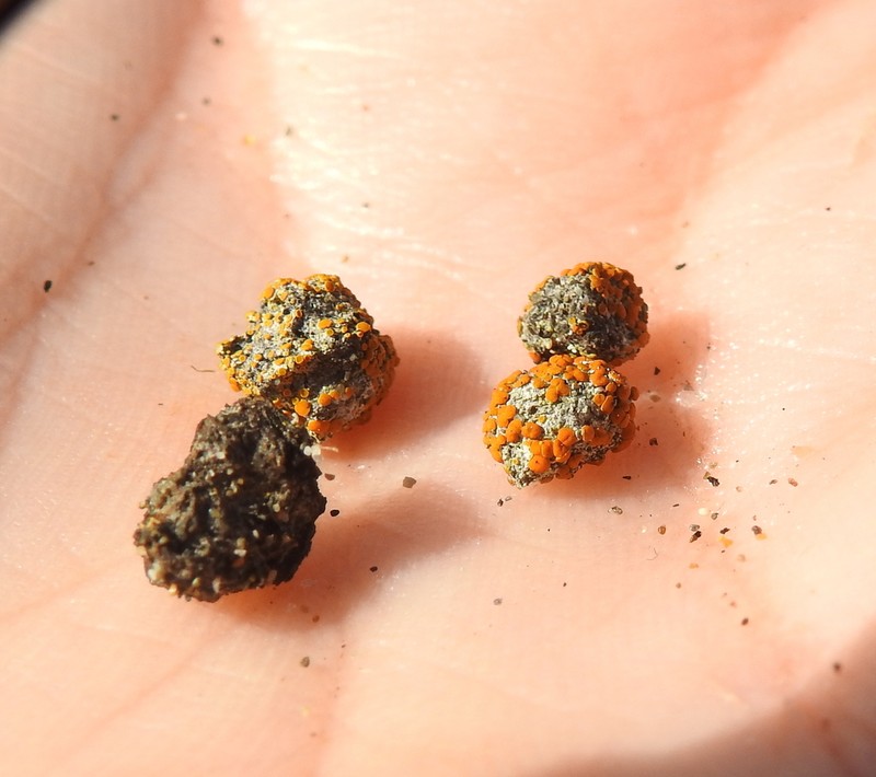 Orange Lichen photo 3