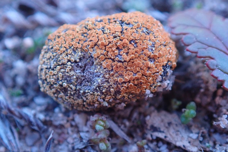 Orange Lichen photo 4