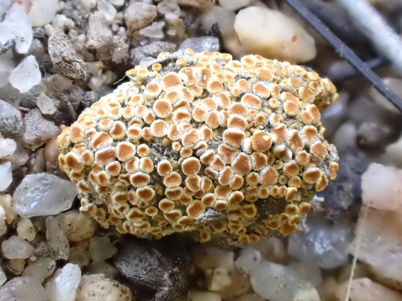 Orange Lichen photo 5