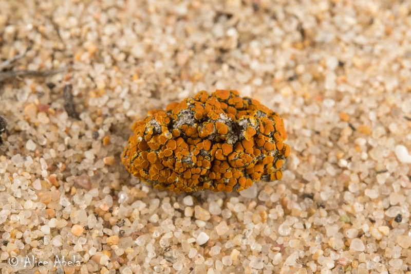 Orange Lichen photo 7