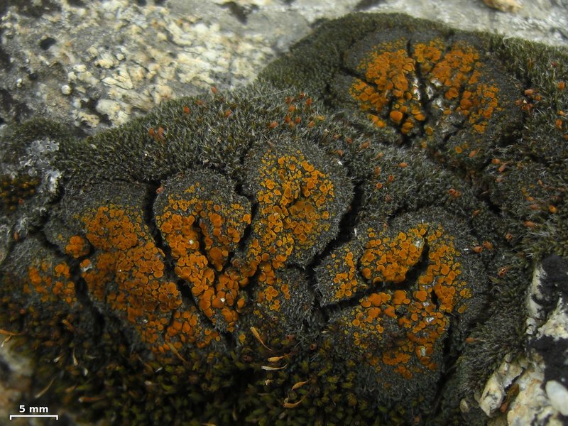 Orange Lichen