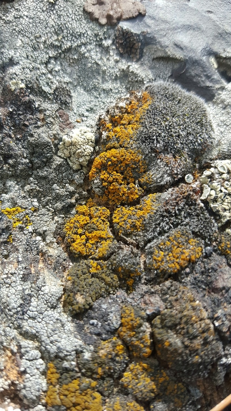 Orange Lichen photo 2