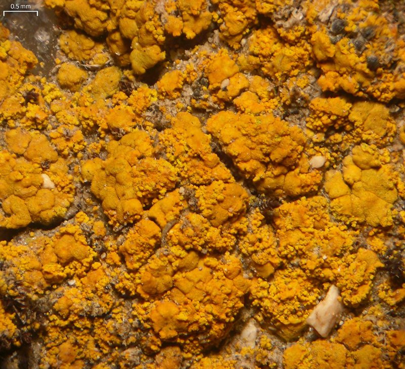 Tolmin's Orange Lichen