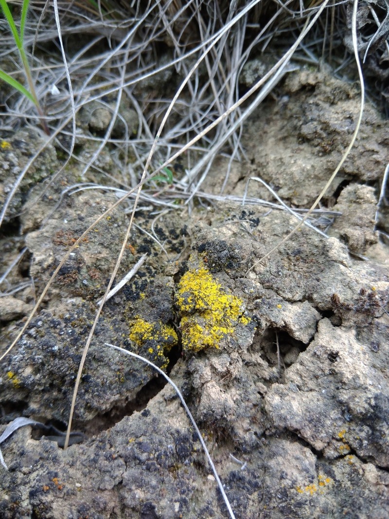 Tolmin's Orange Lichen photo 2