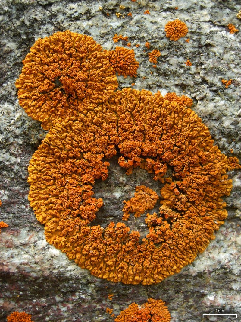 Orange Lichen
