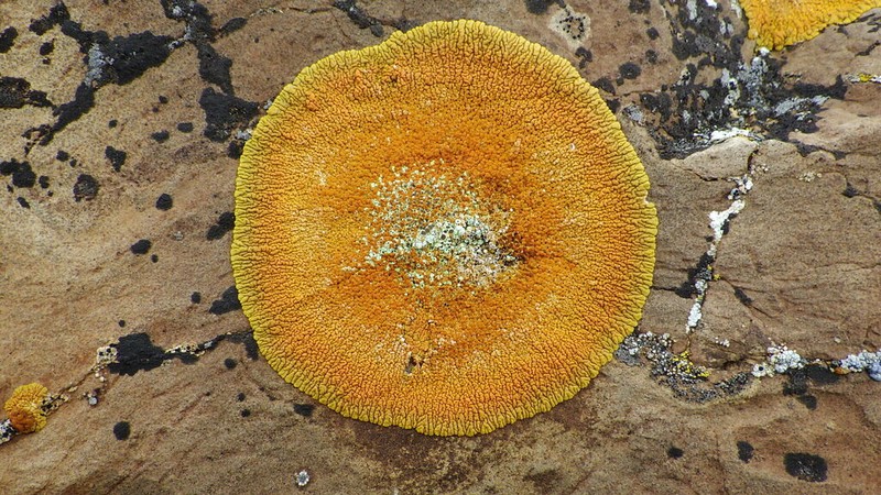 Orange Lichen
