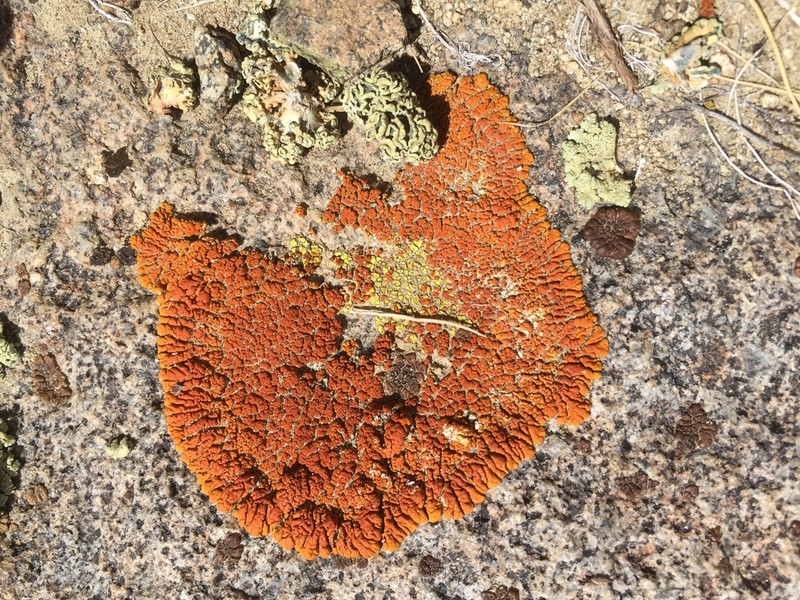 Orange Lichen photo 3