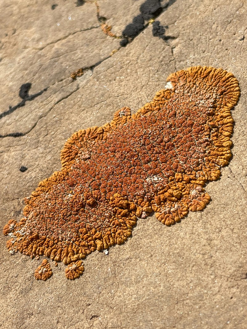 Orange Lichen photo 4