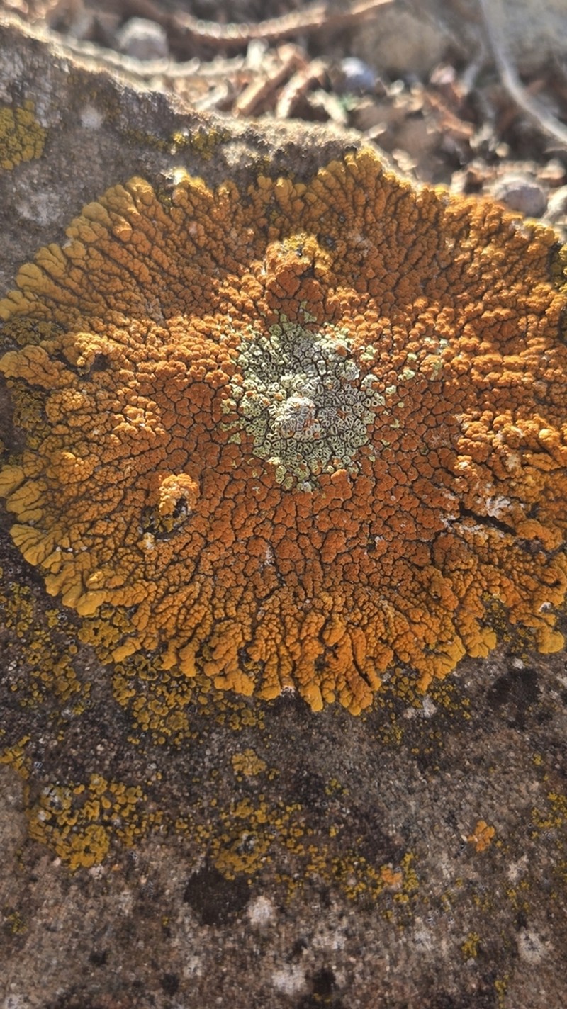 Orange Lichen photo 5