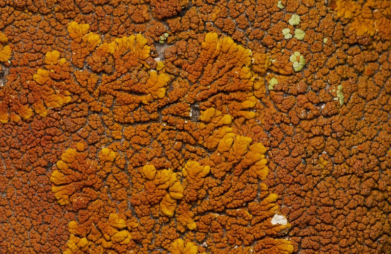 Orange Lichen photo 6