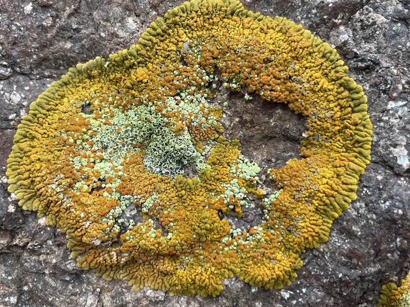 Orange Lichen photo 7