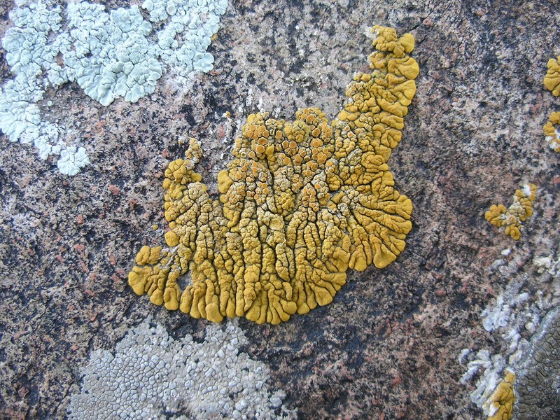 Orange Lichen photo 8