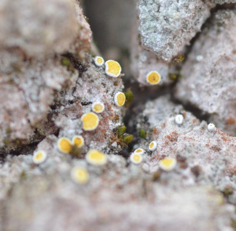 Orange Lichen