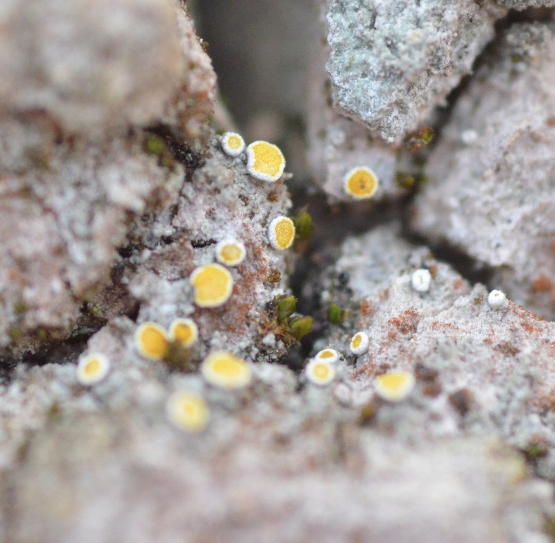Orange Lichen photo 2