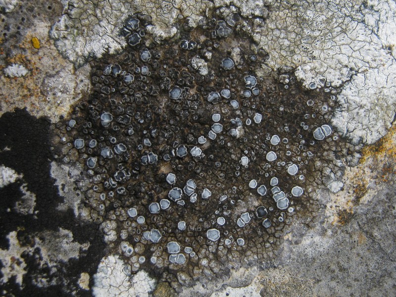 Variable Orange Lichen