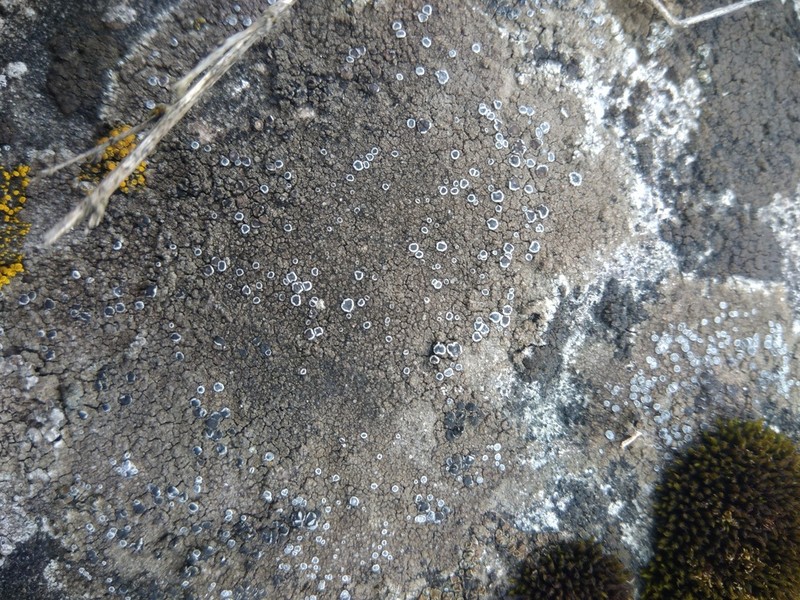 Variable Orange Lichen photo 3