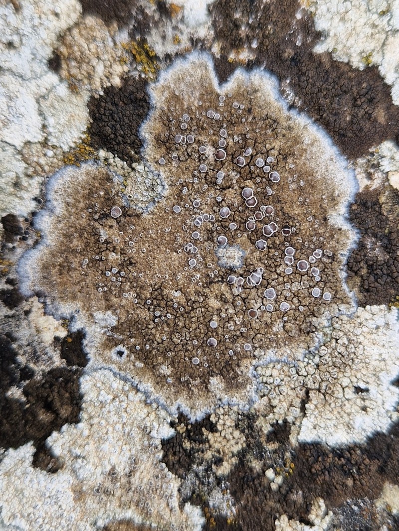 Variable Orange Lichen photo 4