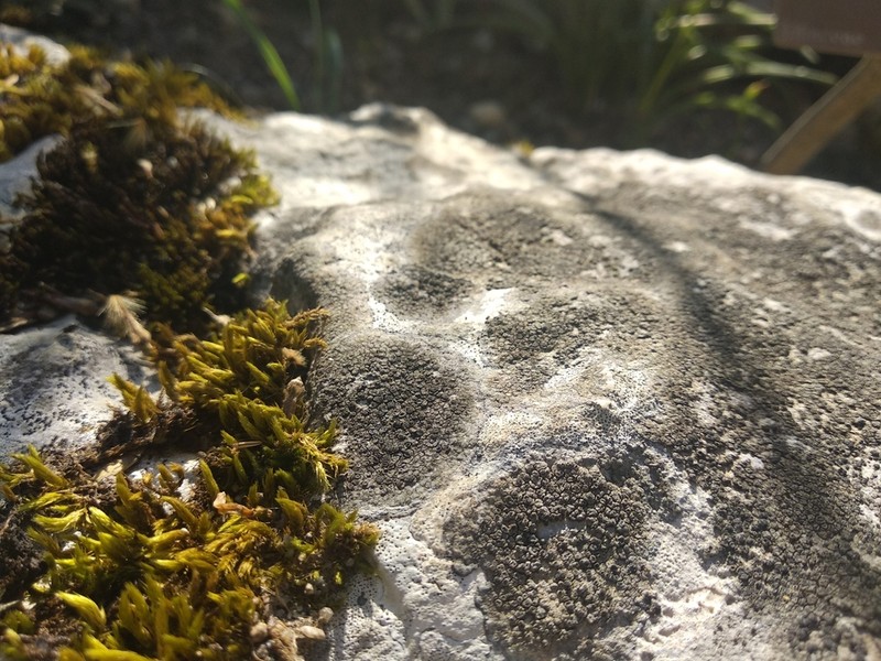 Variable Orange Lichen photo 5