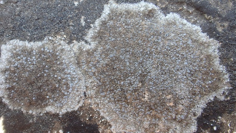 Variable Orange Lichen photo 6