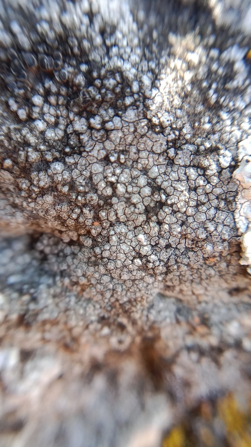 Variable Orange Lichen photo 7
