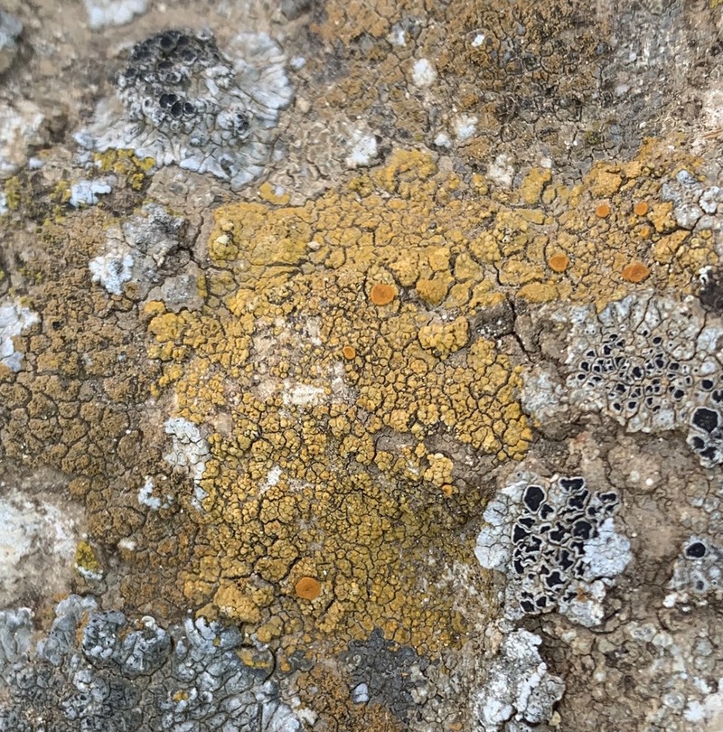 Orange Lichen