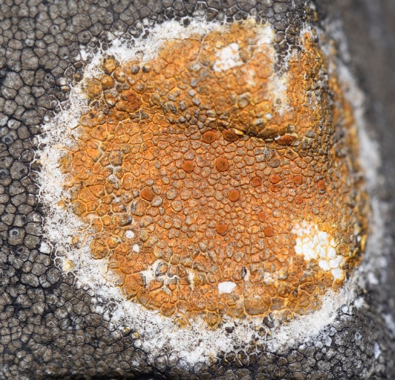 Orange Lichen photo 2
