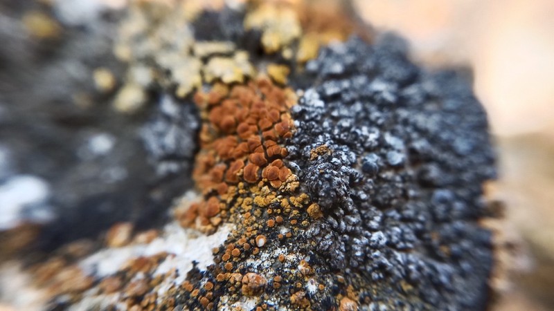 Orange Lichen photo 3