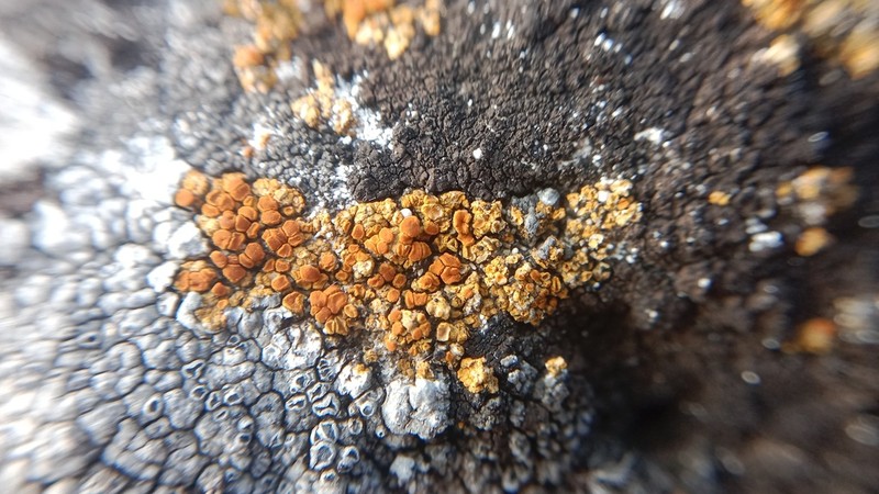Orange Lichen photo 5