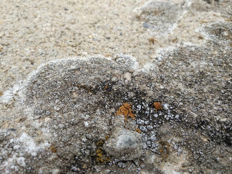 Orange Lichen photo 6